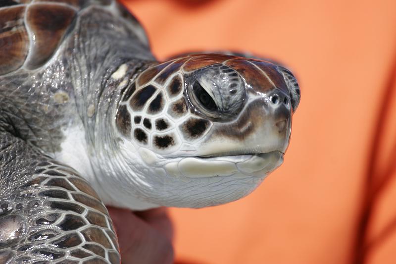 02.JPG - Green Sea Turtle - Grand Cayman Island