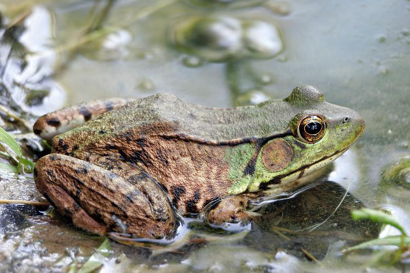 04.JPG - Green Frog (Rana clamitans) - Millington, MI 