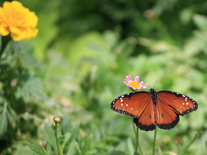 11.jpg - Queen Butterfly (Danaus gilippus) - Krohn's Conservatory, Cincinnati, Ohio
