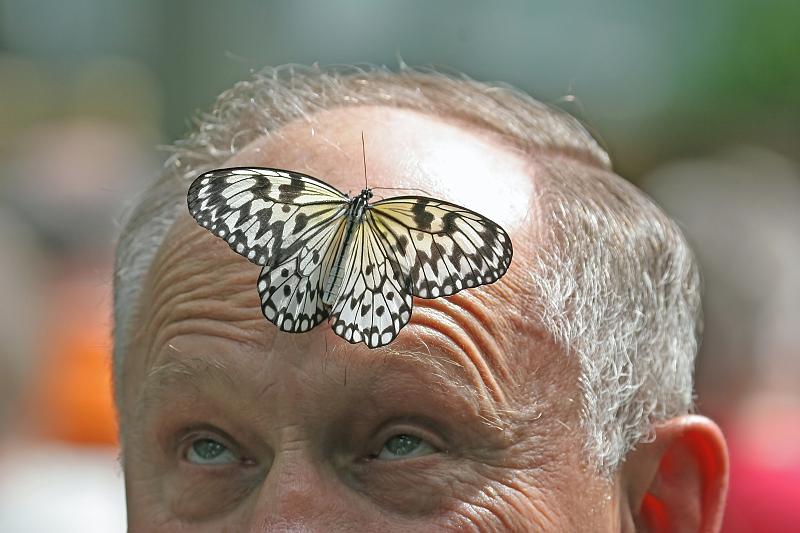 13.JPG - Tree Nymph Butterfly (Idea leuconoe) - Frederik Meijer Gardens, Grand Rapids, MI