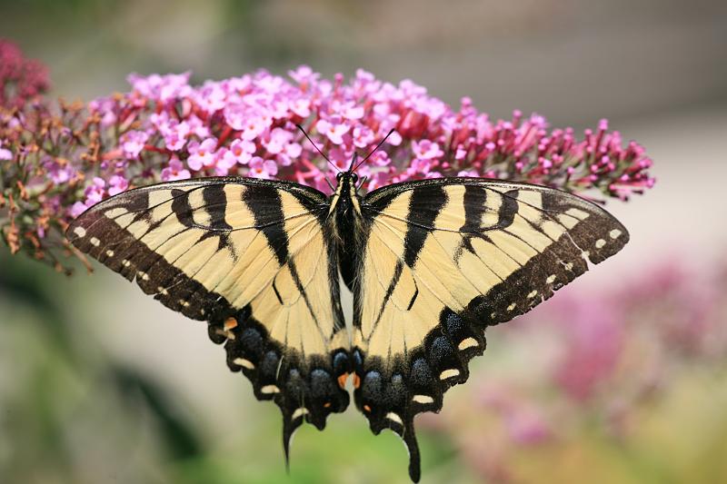 14.JPG - Eastern Tiger Swallowtail ( Papilio glaucus ) - Toledo Zoo