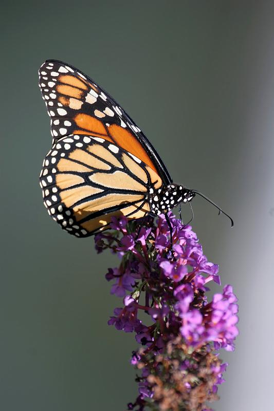 15.JPG - Monarch Butterfly (Danaus plexippus) - Seven Pond Nature Center