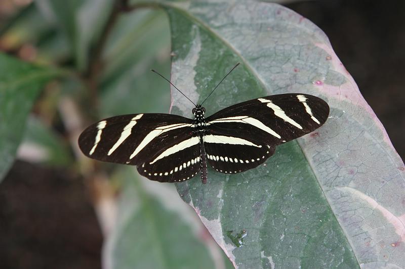 16.JPG - Zebra Longwing Butterfly (Heliconius charitonius) - Frederik Meijer Gardens, Grand Rapids, MI