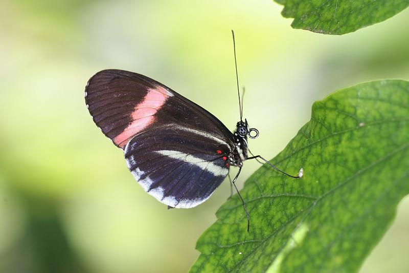 17.JPG - Small Postman Butterfly (Heliconius erato) - Frederik Meijer Gardens, Grand Rapids, MI