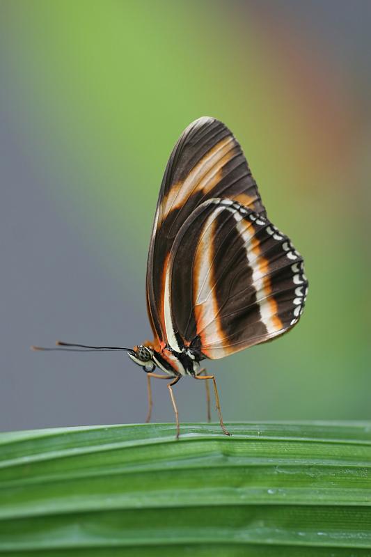 18.JPG - Butterfly - Fred Meijer Gardens, Grand Rapids, MI
