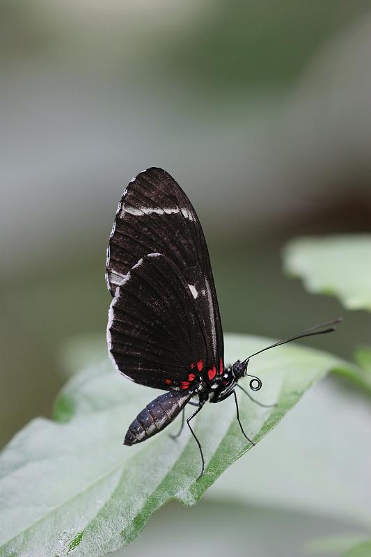19.JPG - Butterfly - Fred Meijer Gardens, Grand Rapids, MI