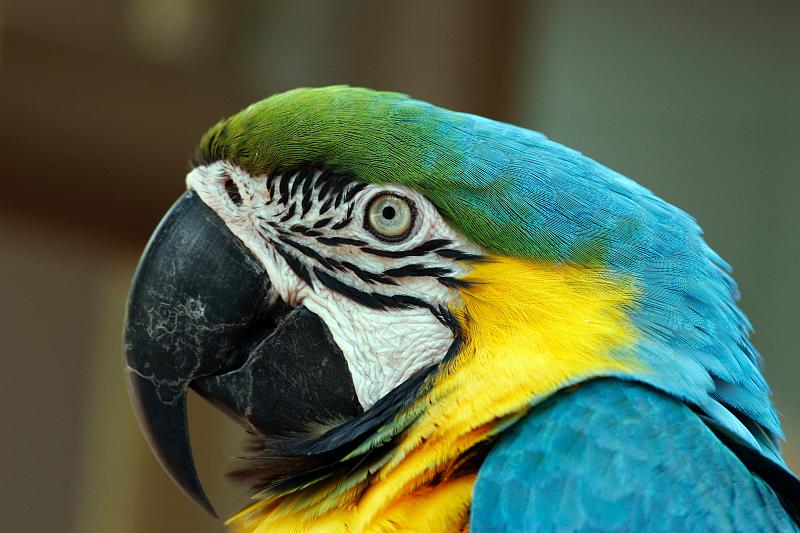 23.JPG - Blue-and-Yellow Macaw (Ara ararauna) - Parrot Jungle, Miami, FL