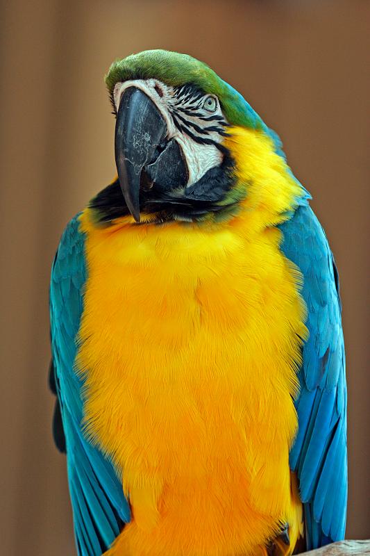 24.JPG - Blue-and-Yellow Macaw (Ara ararauna)  - Parrot Jungle, Miami, FL