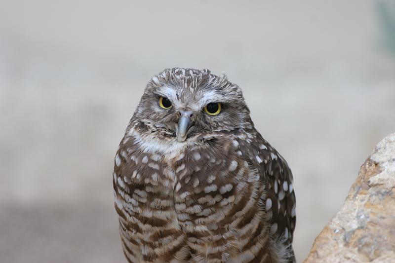 27.JPG - A Burrowing Owl (Athene cunicularia) - Toledo Zoo