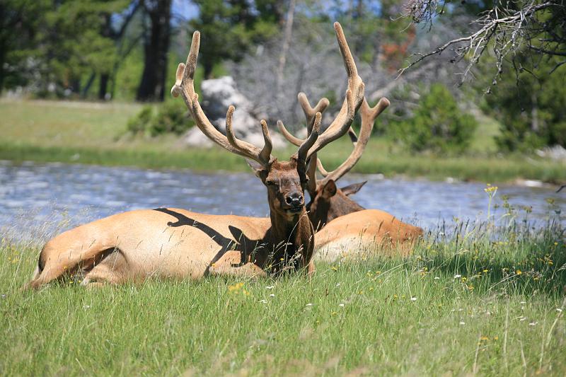 29.JPG - Some Elk at Rest -  Yellowstone Nation Park