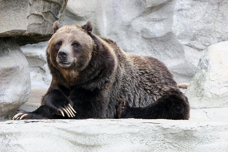 30.JPG - Bear - Detroit Zoo