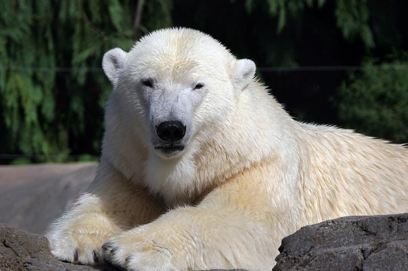 32.JPG - Polar Bear - Toledo Zoo
