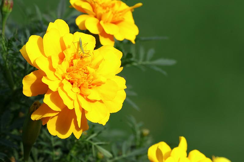 07.jpg - Yellow Marigold and a Friend