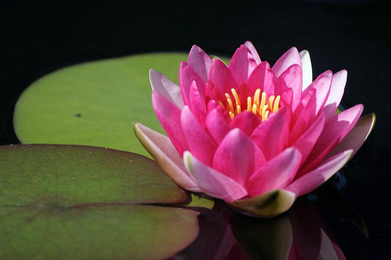 18.JPG - Water Lily