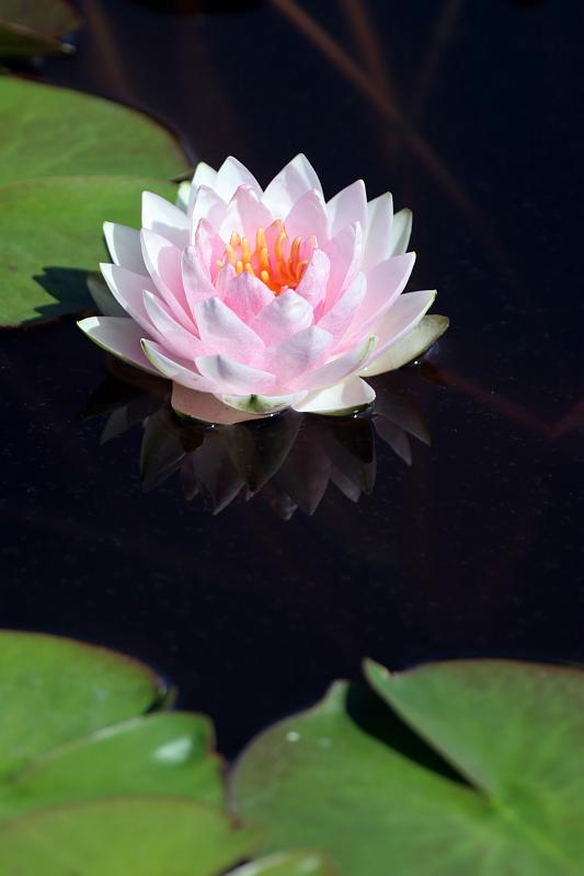 19.JPG - Water Lily
