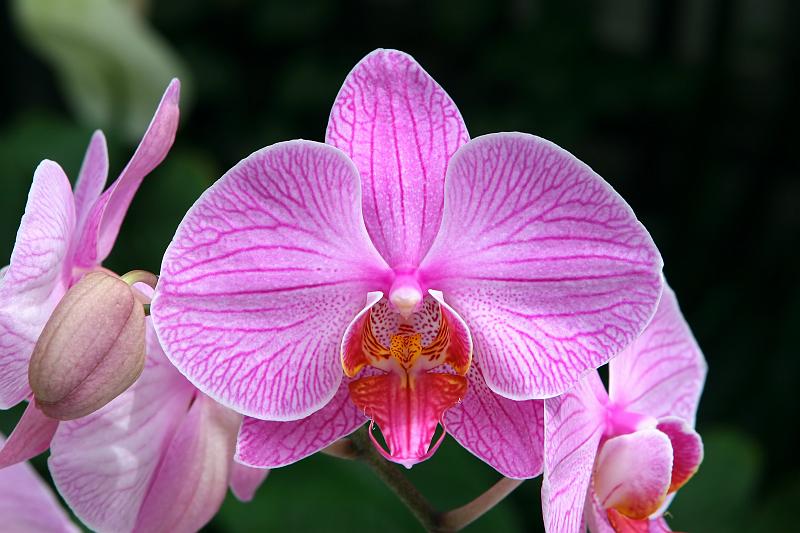 27.JPG - Orchids
