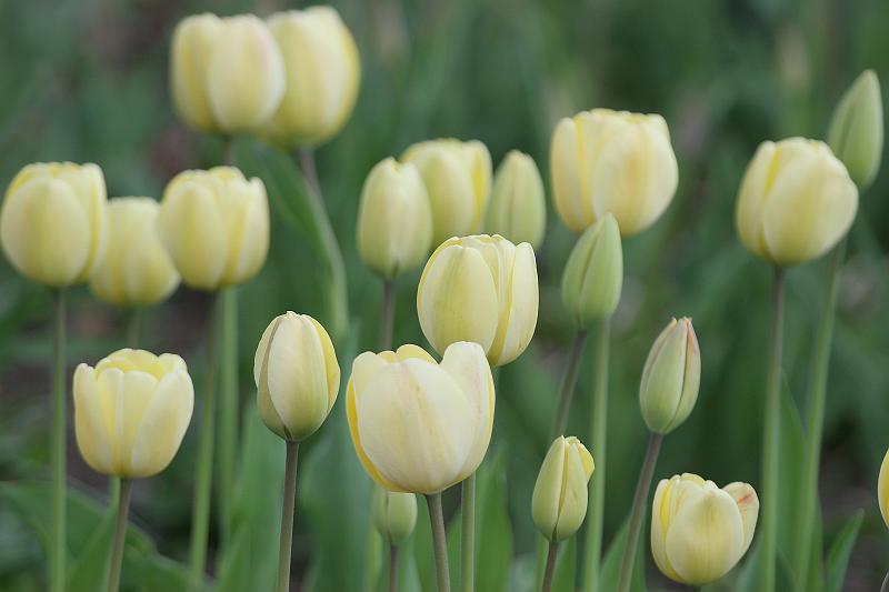 29.JPG - Tulips