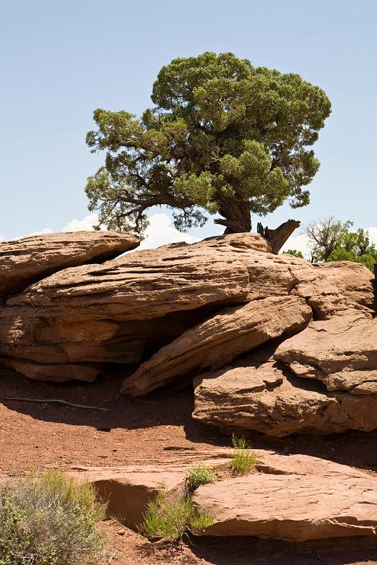 IMG_6453.jpg - Juniper Pine on a rock Formation - Dead Horse Point